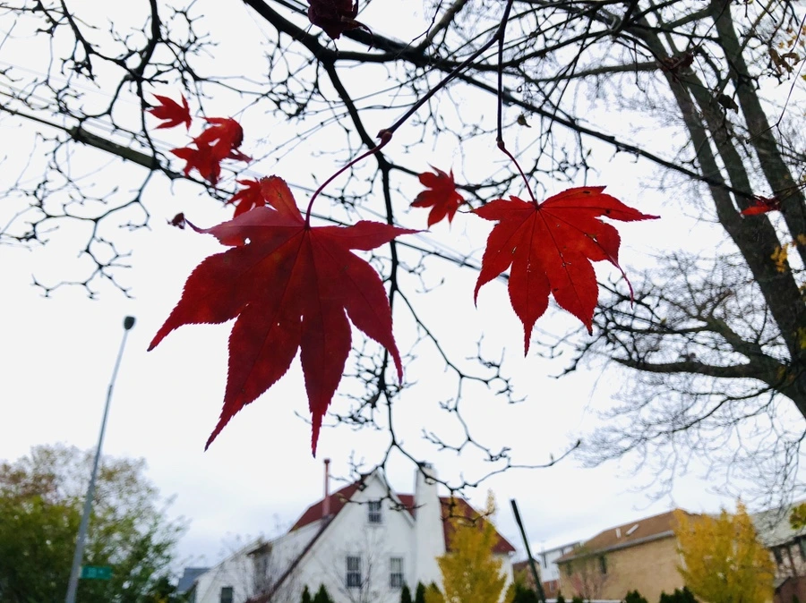 IMG_5221.jpg?type=w966