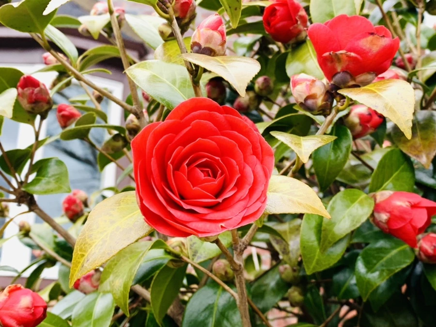 IMG_6790.jpg?type=w966