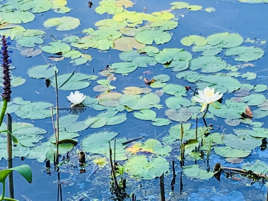 IMG_1251.jpg?type=w966