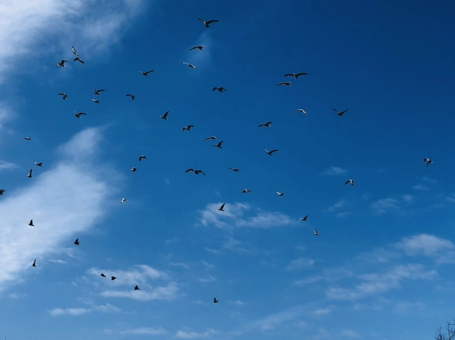 IMG_4716.jpg?type=w966