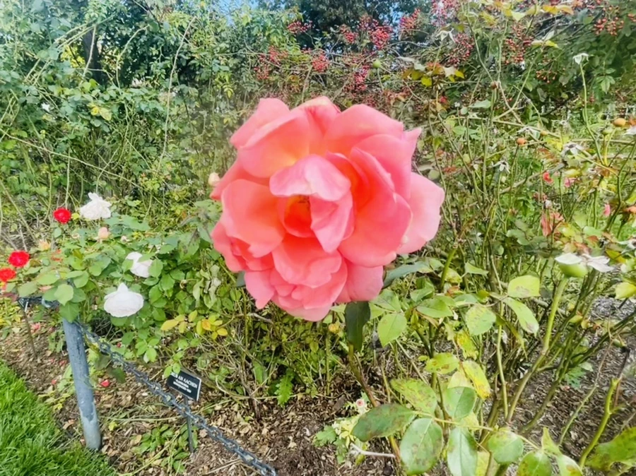 IMG_0145.jpg?type=w966