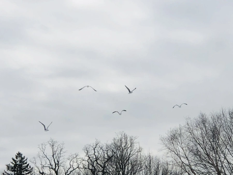 IMG_2494.jpg?type=w966