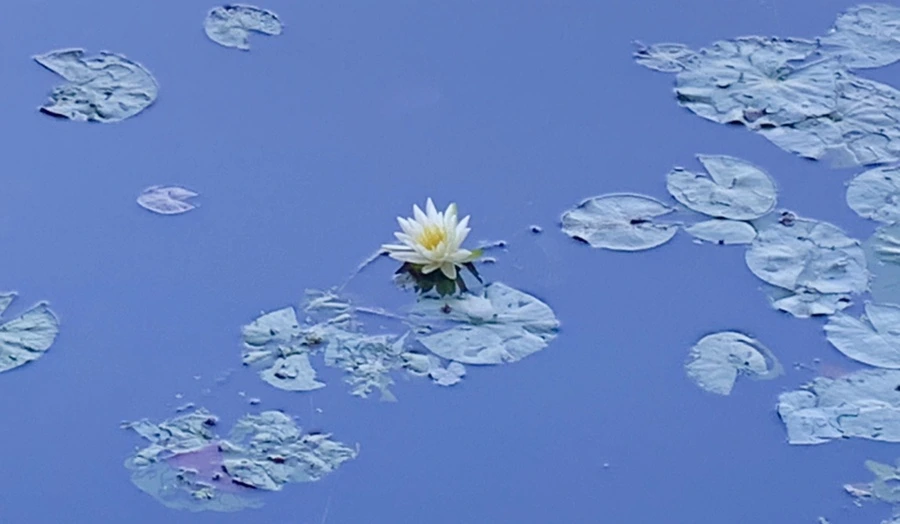 IMG_1892.jpg?type=w966