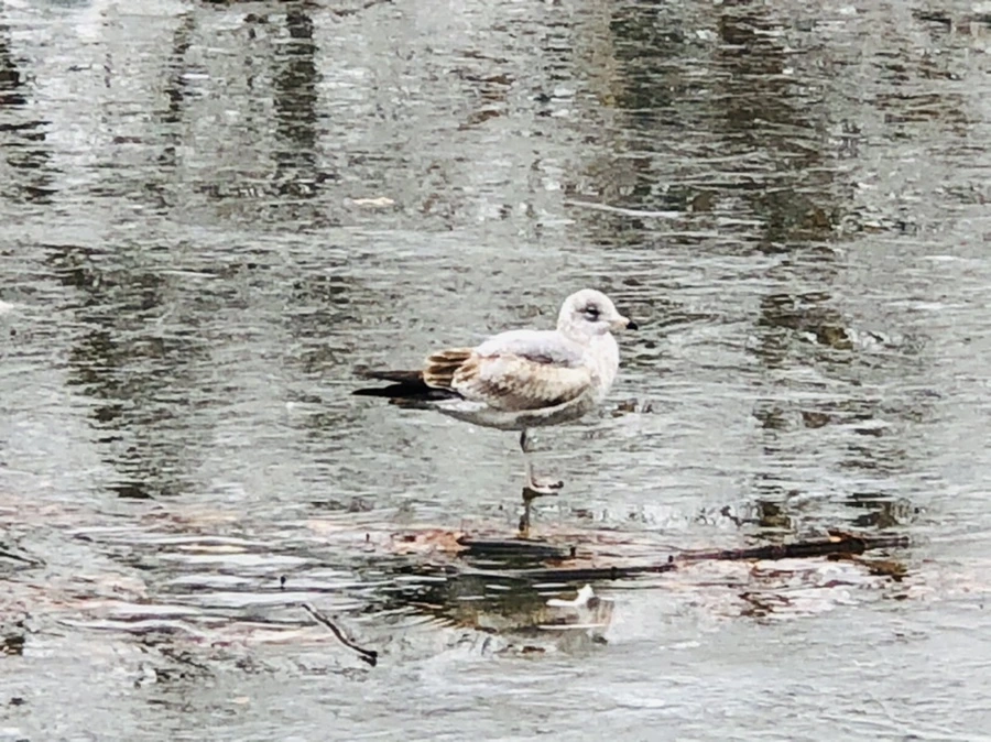 IMG_3133.jpg?type=w966