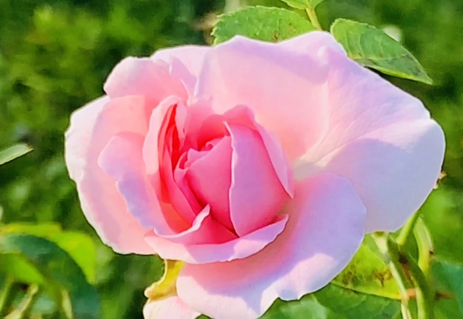 IMG_1222.jpg?type=w966