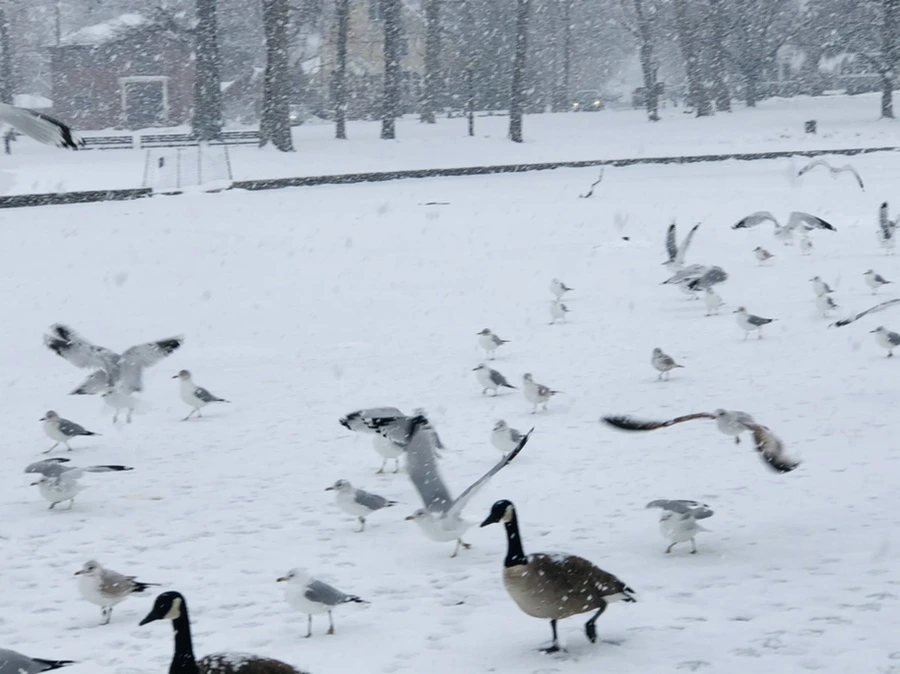 IMG_4167.jpg?type=w966