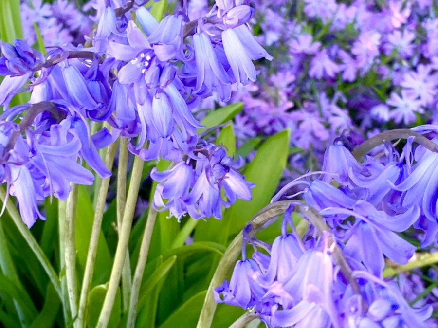 IMG_8227.jpg?type=w966