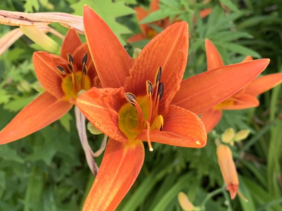 IMG_5338.jpg?type=w966