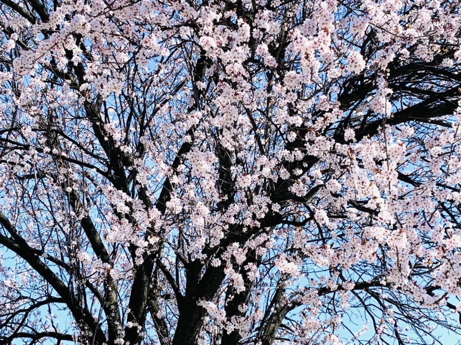 IMG_7955.jpg?type=w966