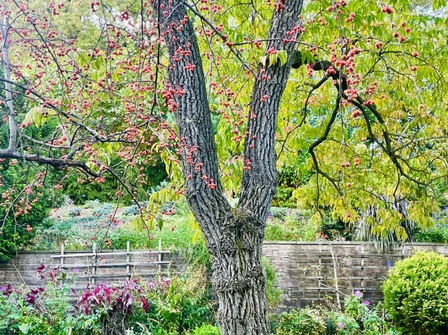 IMG_0219.jpg?type=w966