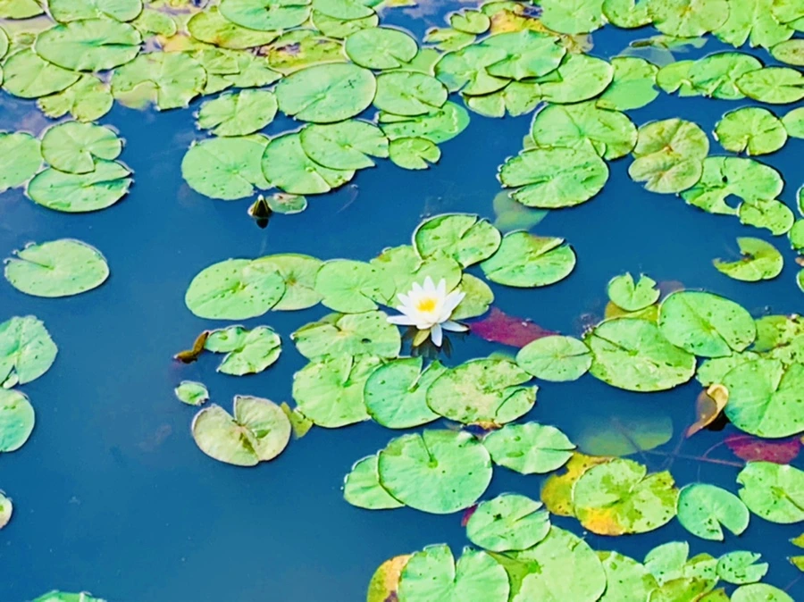 IMG_1551.jpg?type=w966