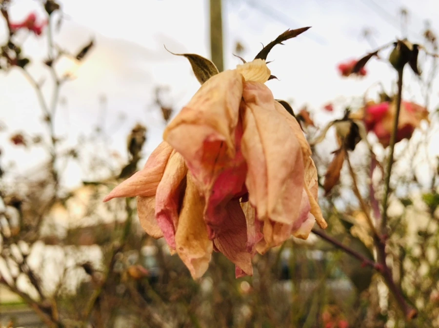 IMG_8197.jpg?type=w966