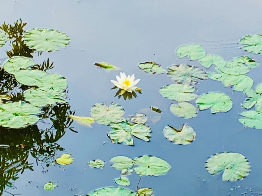 IMG_6299.jpg?type=w966