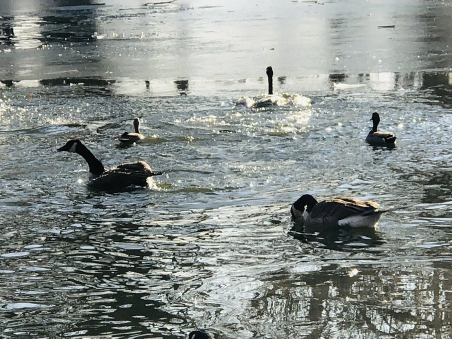 IMG_2811.jpg?type=w966