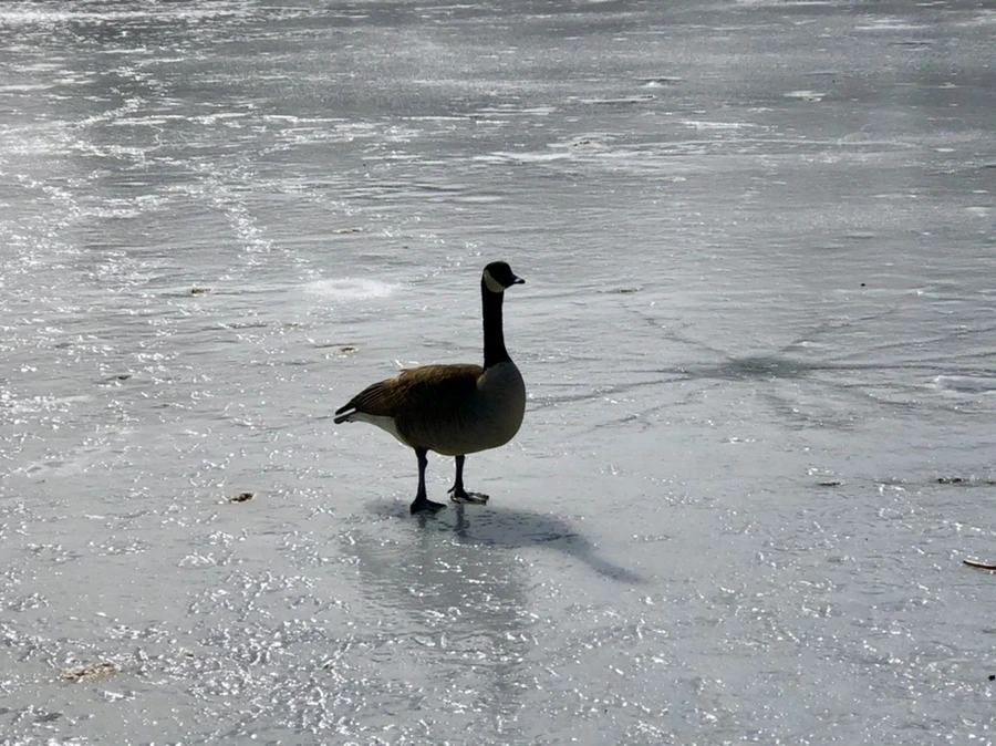 IMG_3105.jpg?type=w966