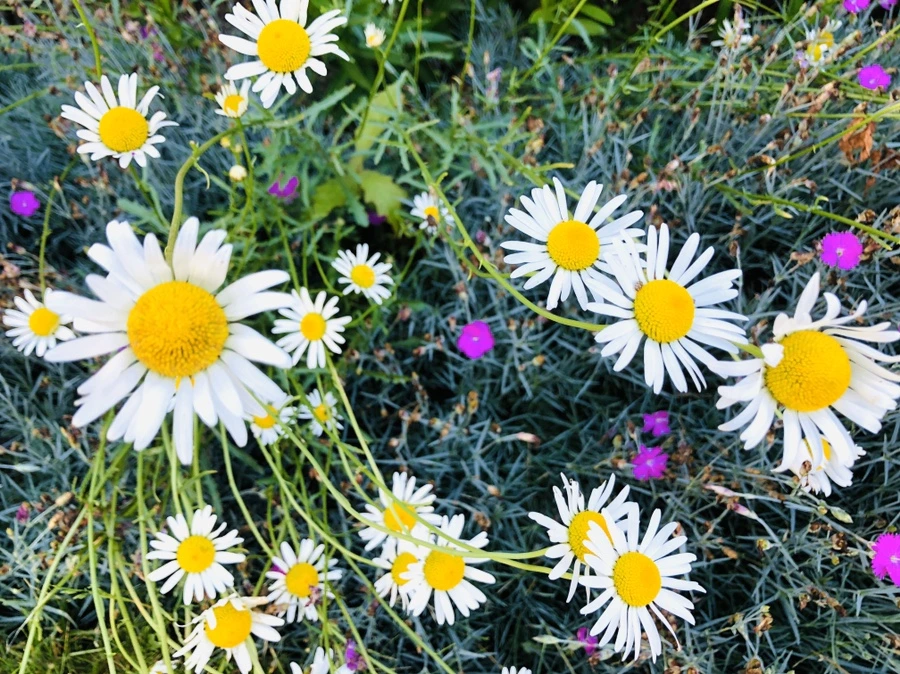 IMG_8527.jpg?type=w966