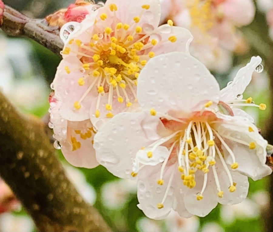 IMG_1794.jpg?type=w966