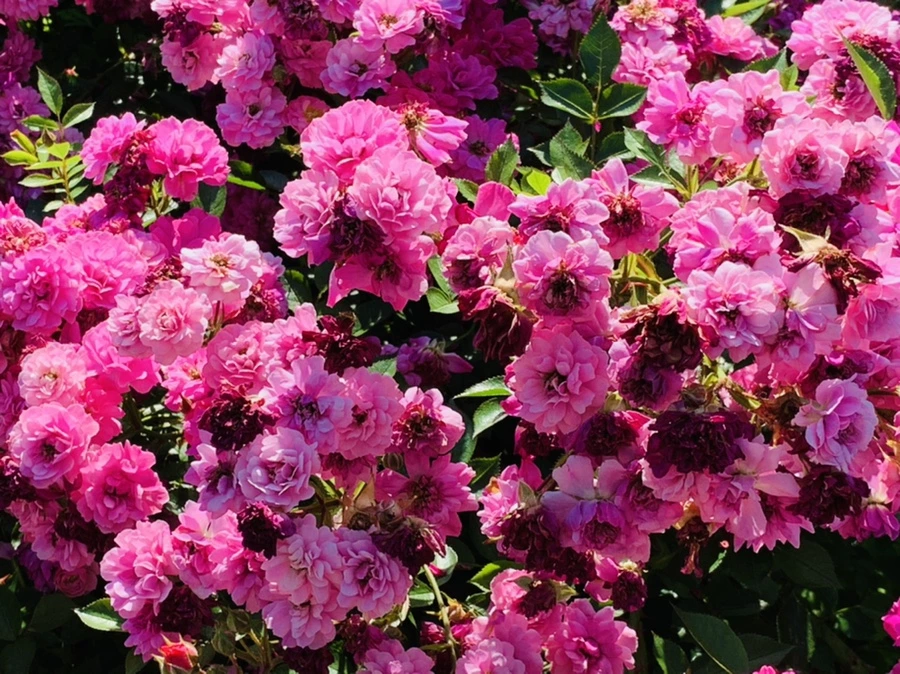 IMG_3165.jpg?type=w966