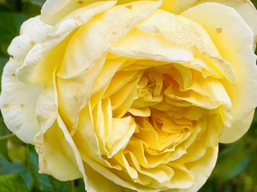 IMG_0954.jpg?type=w966