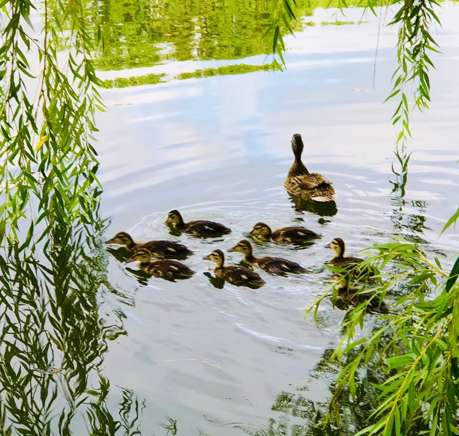 IMG_3151.jpg?type=w966