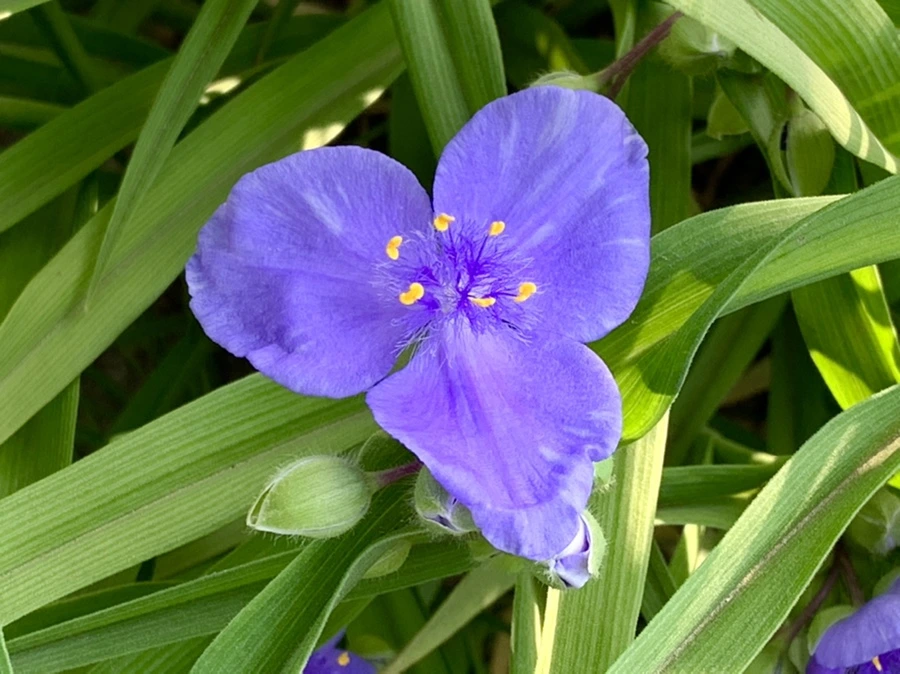 IMG_4526.jpg?type=w966