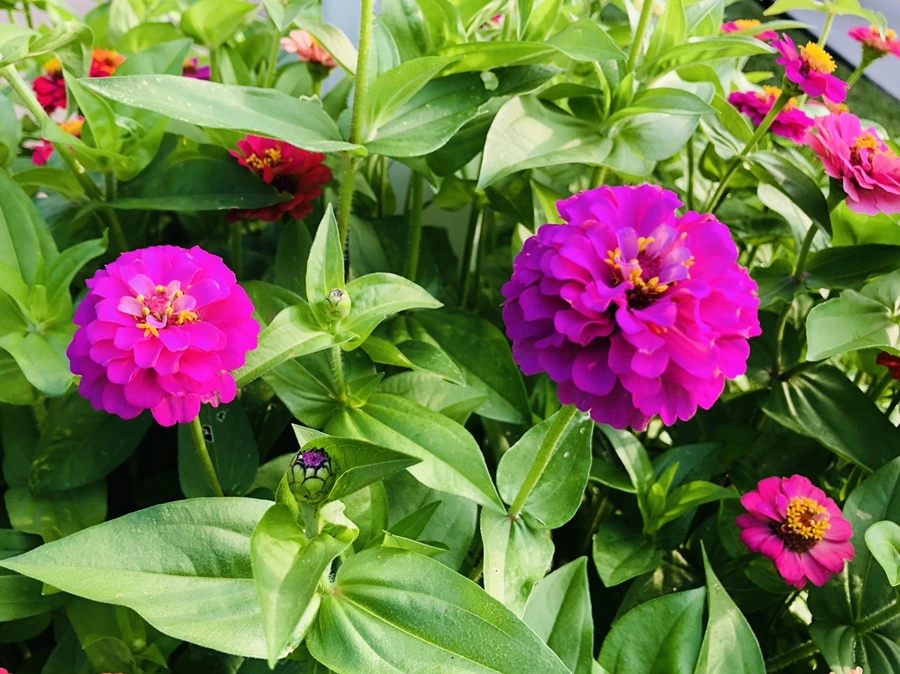 IMG_1789.jpg?type=w966