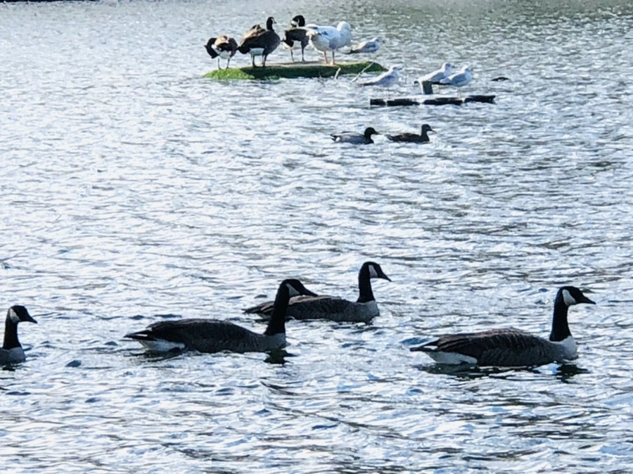 IMG_9209.jpg?type=w966