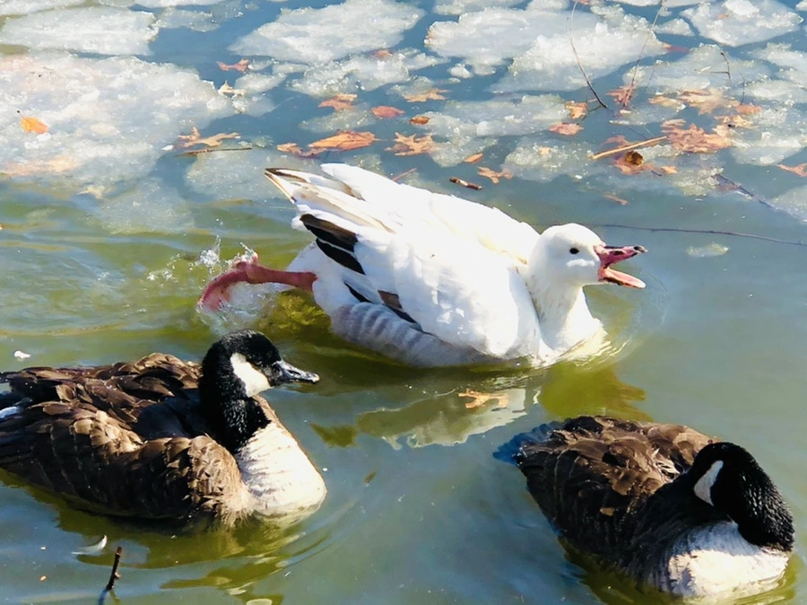 IMG_5244.jpg?type=w966