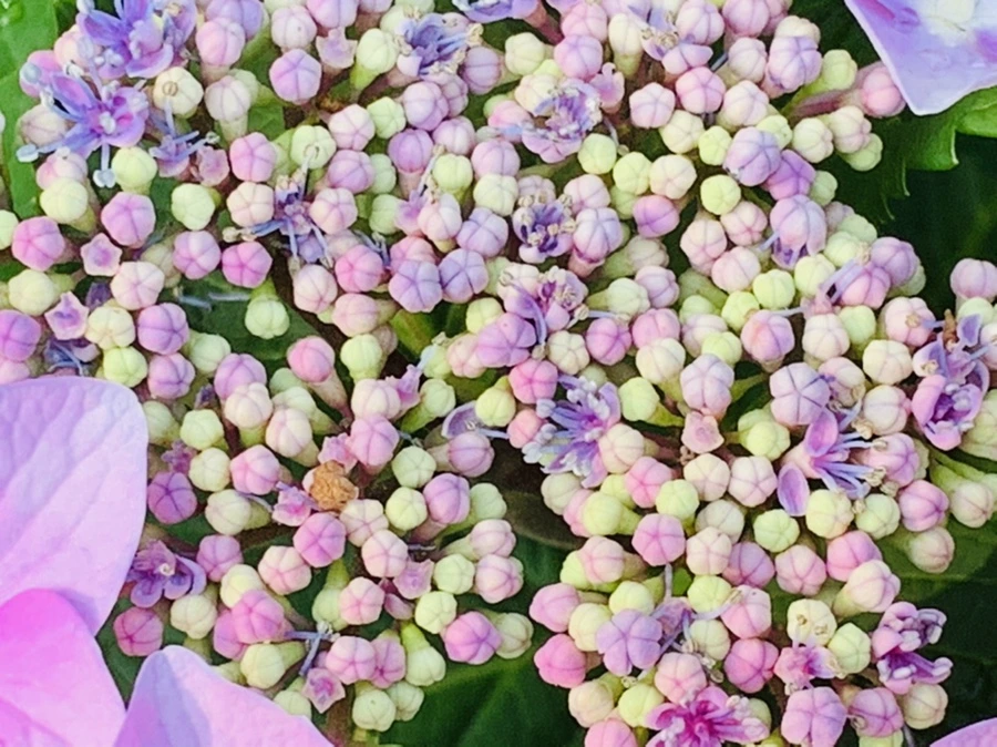 IMG_6061.jpg?type=w966