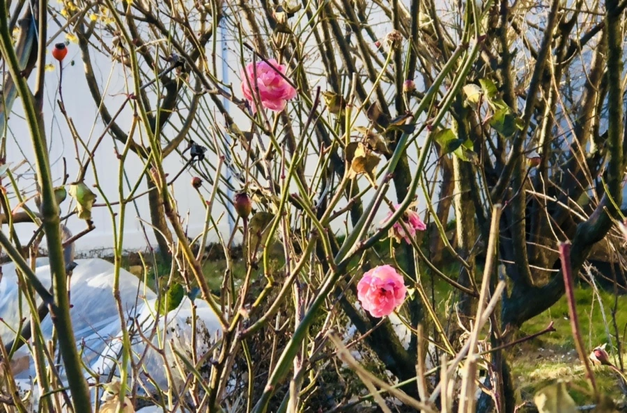 IMG_1182.jpg?type=w966