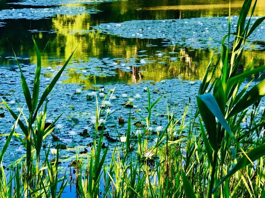 IMG_2222.jpg?type=w966