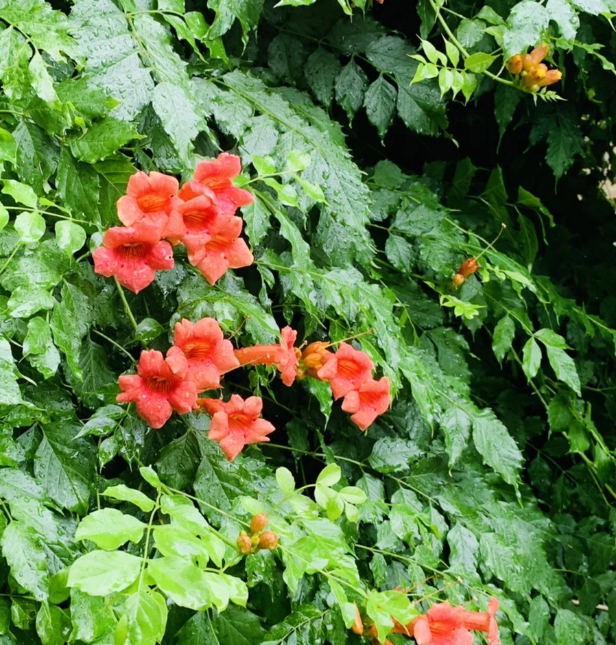 IMG_0047.jpg?type=w966