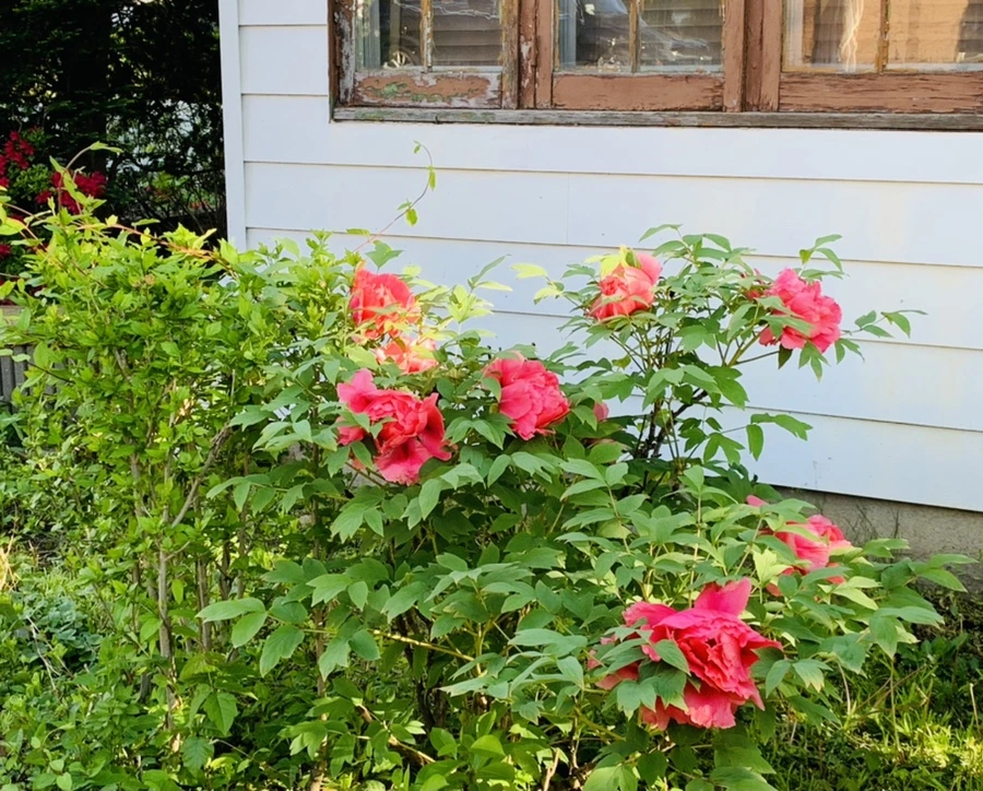 IMG_0598.jpg?type=w966