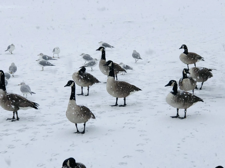 IMG_4197.jpg?type=w966