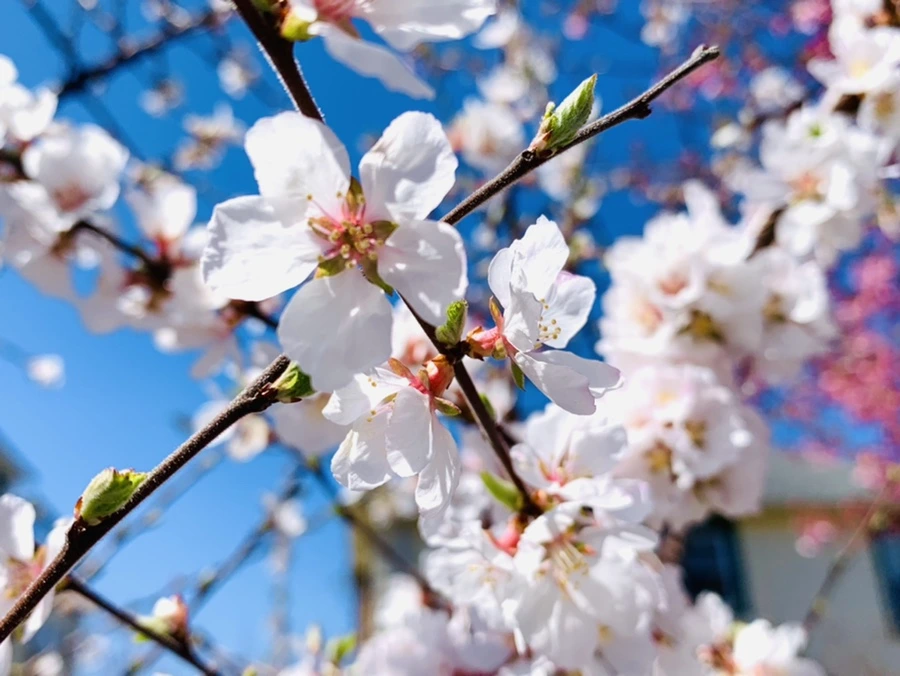 IMG_8030.jpg?type=w966