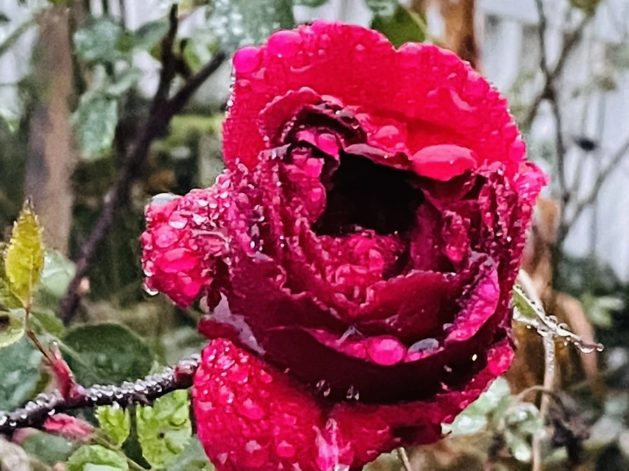 IMG_6387.jpg?type=w966