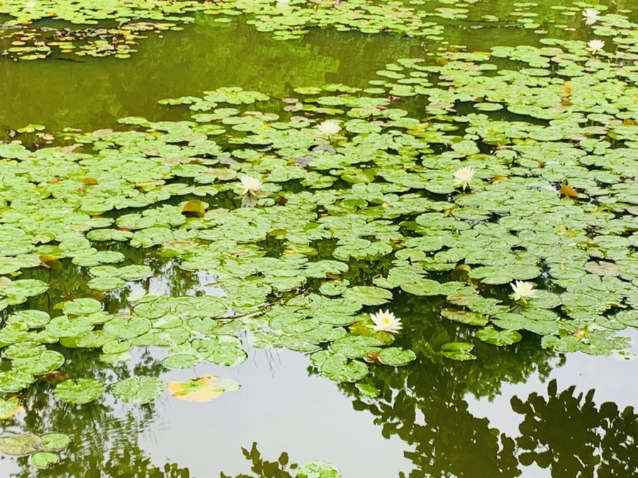 IMG_4862.jpg?type=w966