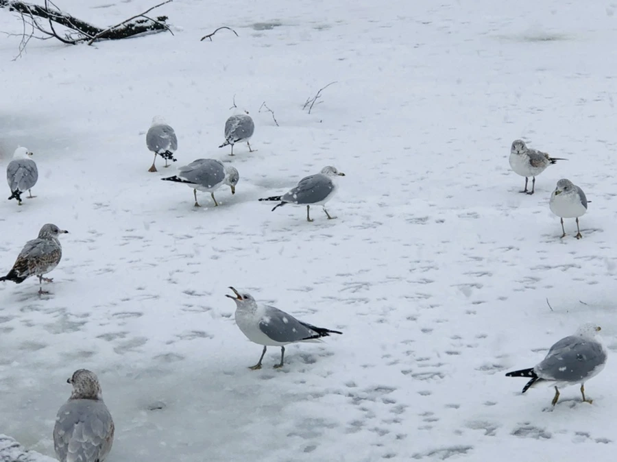 IMG_4195.jpg?type=w966