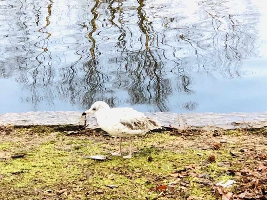 IMG_9121.jpg?type=w966