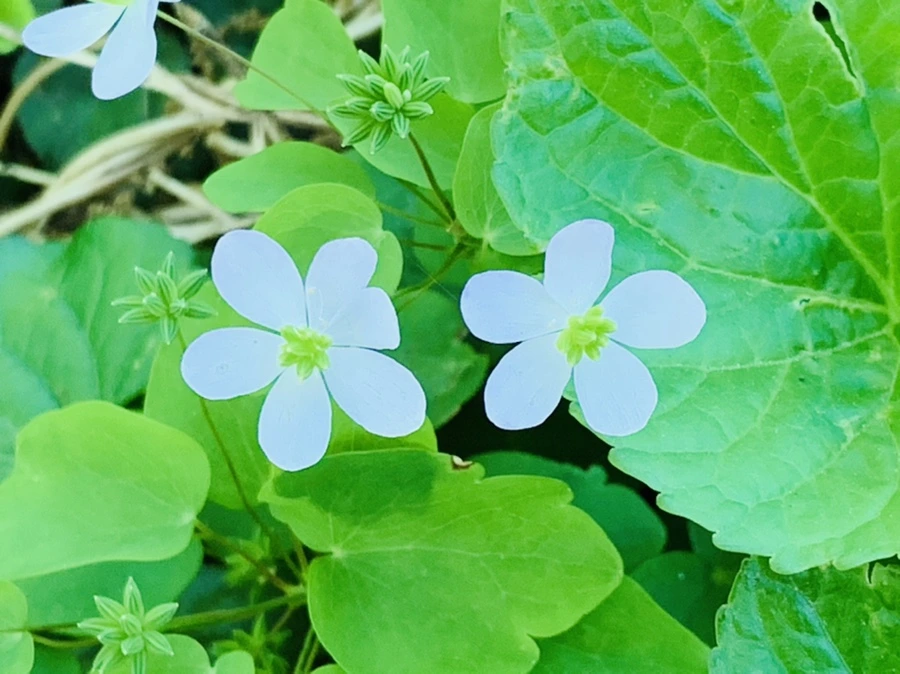 IMG_2161.jpg?type=w966