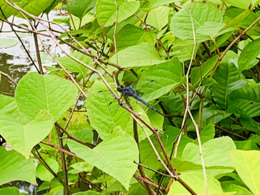 IMG_5173.jpg?type=w966