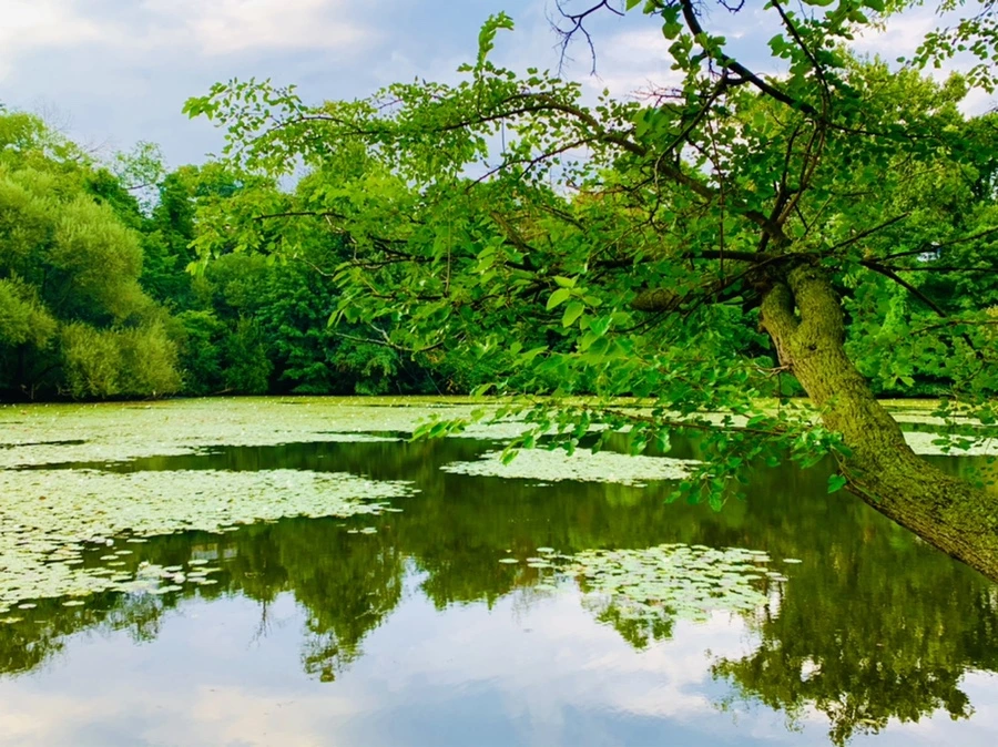 IMG_5818.jpg?type=w966