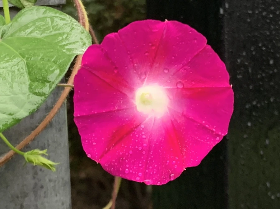 IMG_3714.jpg?type=w966