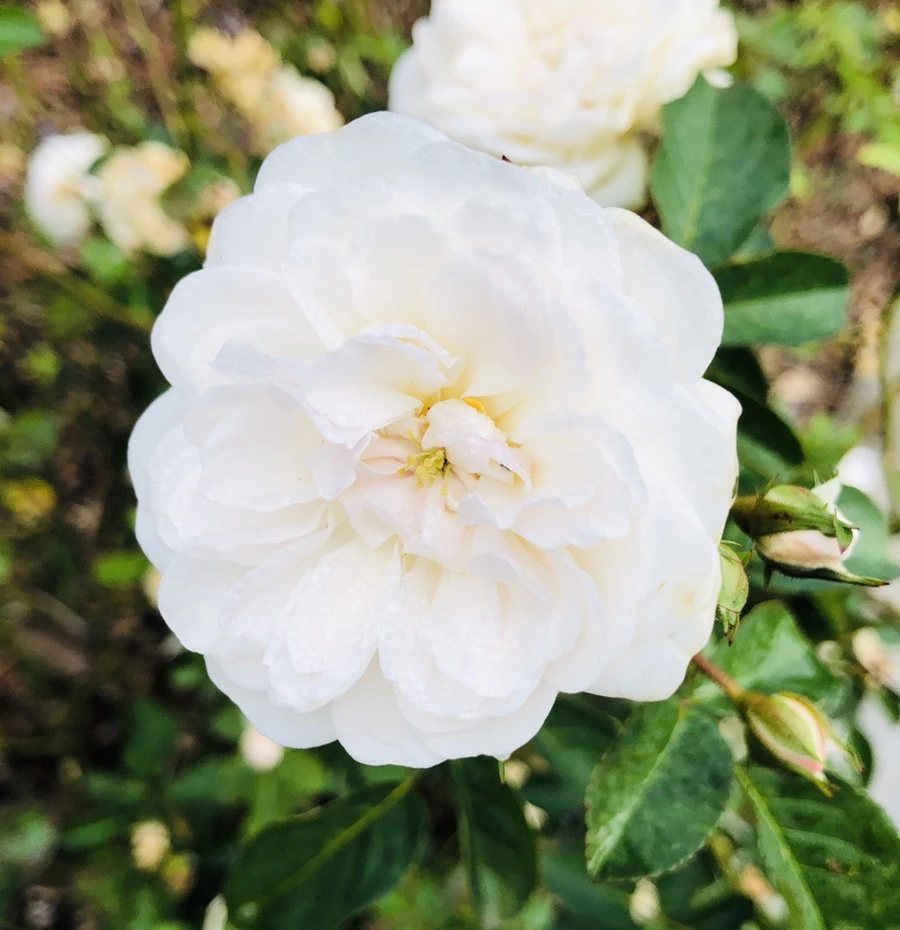 IMG_2219.jpg?type=w966