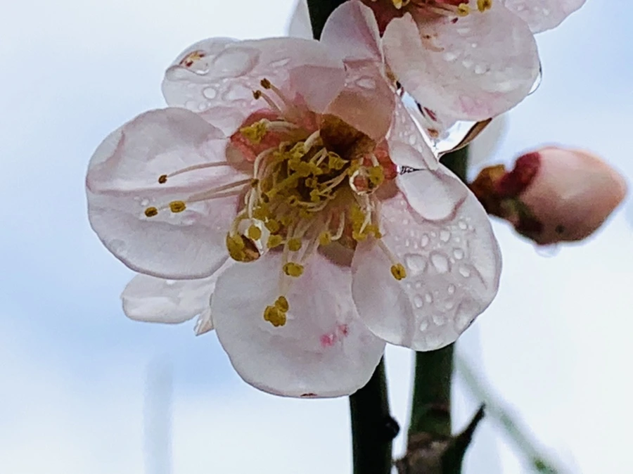 IMG_3923.jpg?type=w966