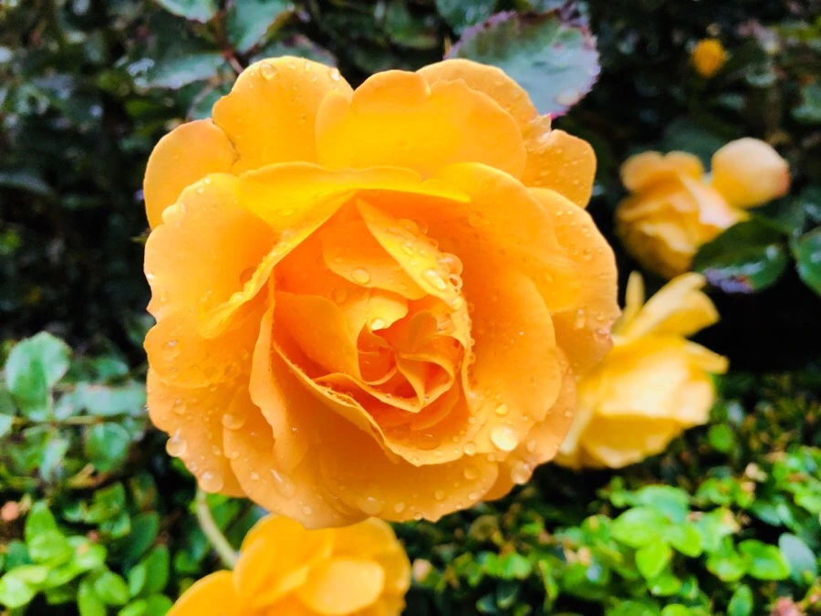 IMG_5788.jpg?type=w966