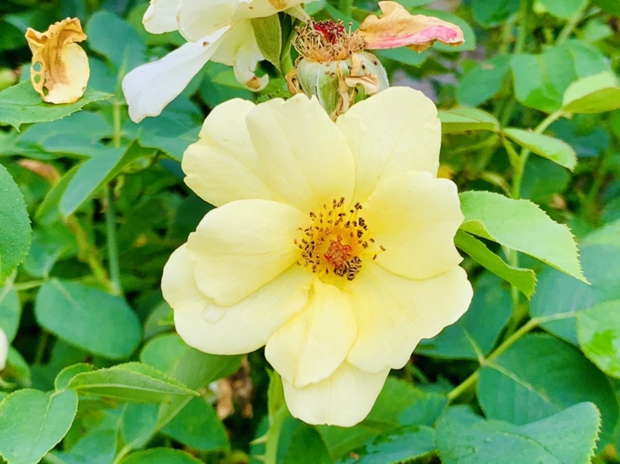 IMG_8720.jpg?type=w966