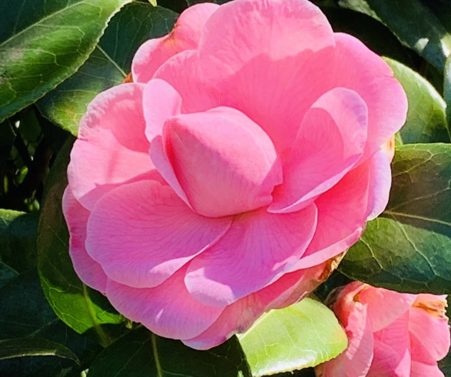 IMG_8204.jpg?type=w966