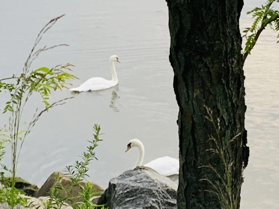 IMG_6382.jpg?type=w966