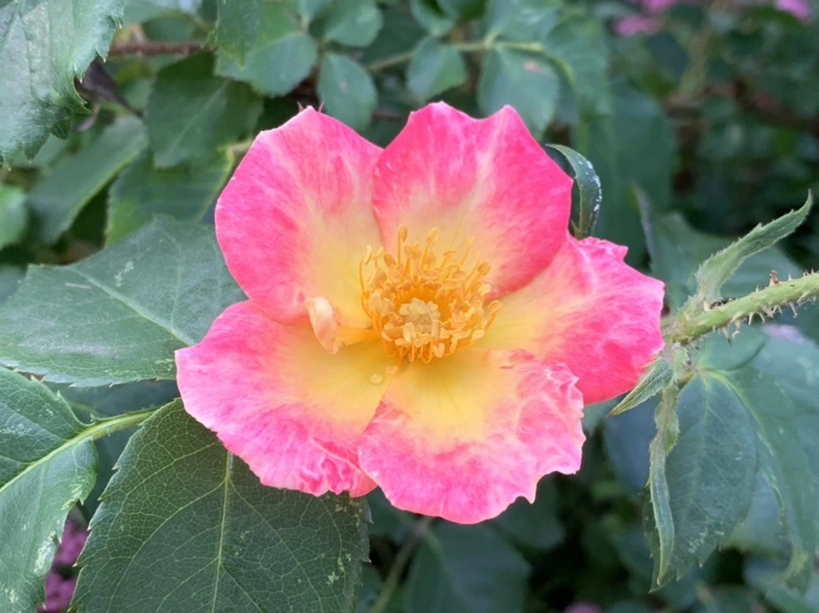 IMG_5999.jpg?type=w966